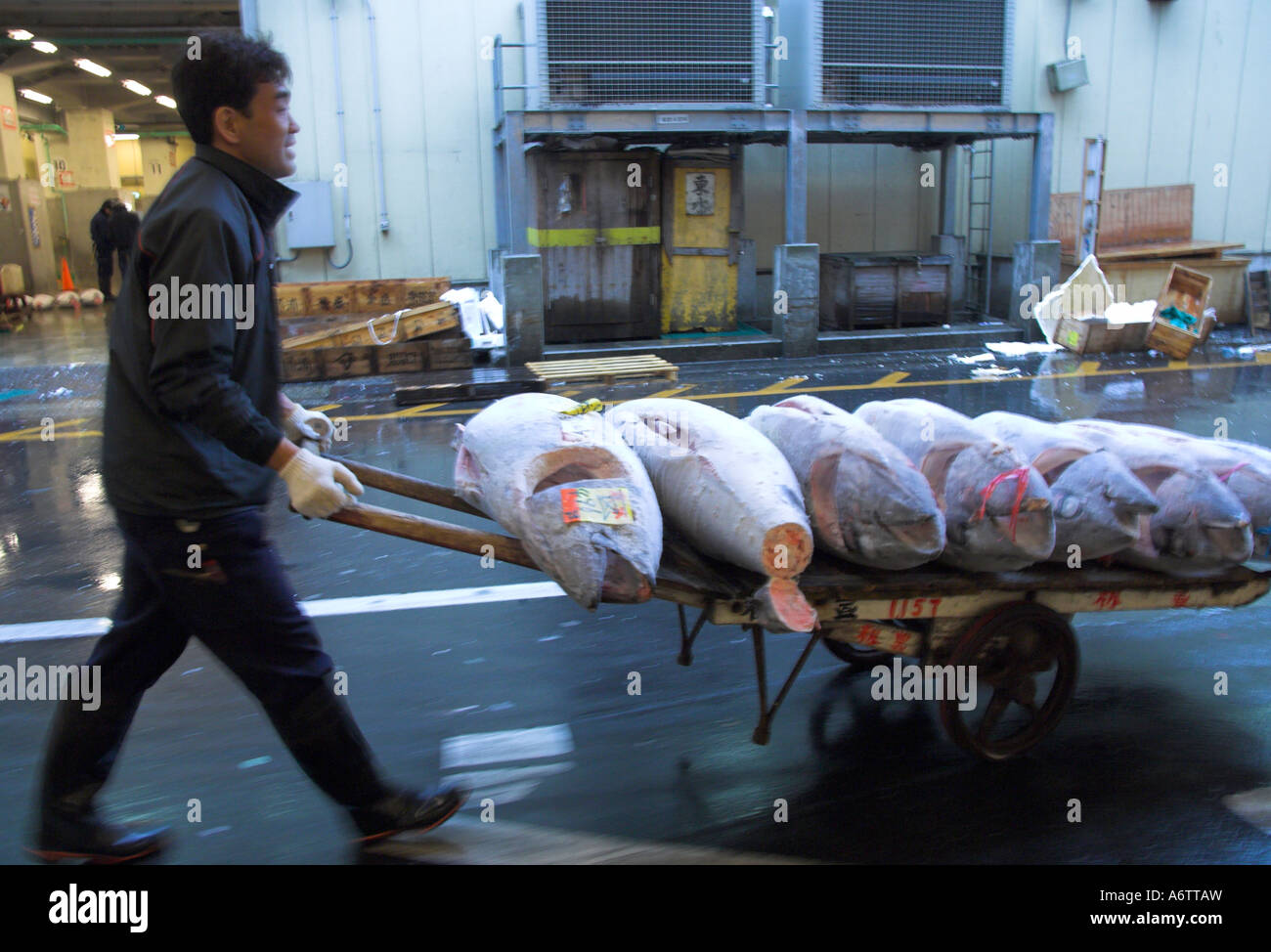 Japan Central Honshu Tokyo Tsukiji fish market tuna auction worker ...
