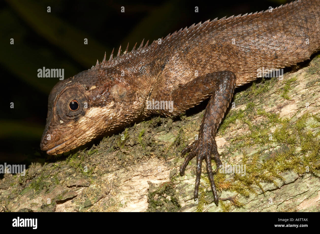 Lizard probably Calotes ellioti. CLOSE UP. Locality: Kodagu (Coorg) Karnataka, INDIA Stock Photo