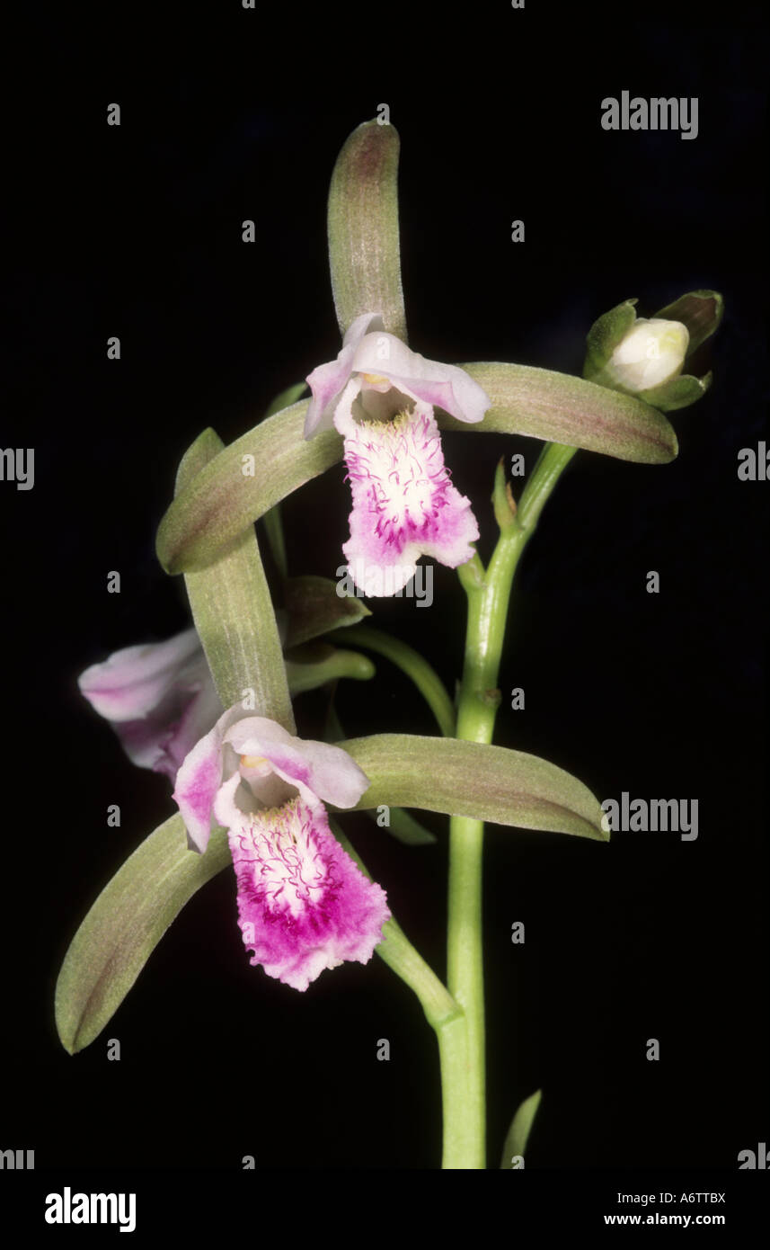 A rare ground orchid from the Satpura range of central India. The pseudobulb is medicinally important. Stock Photo