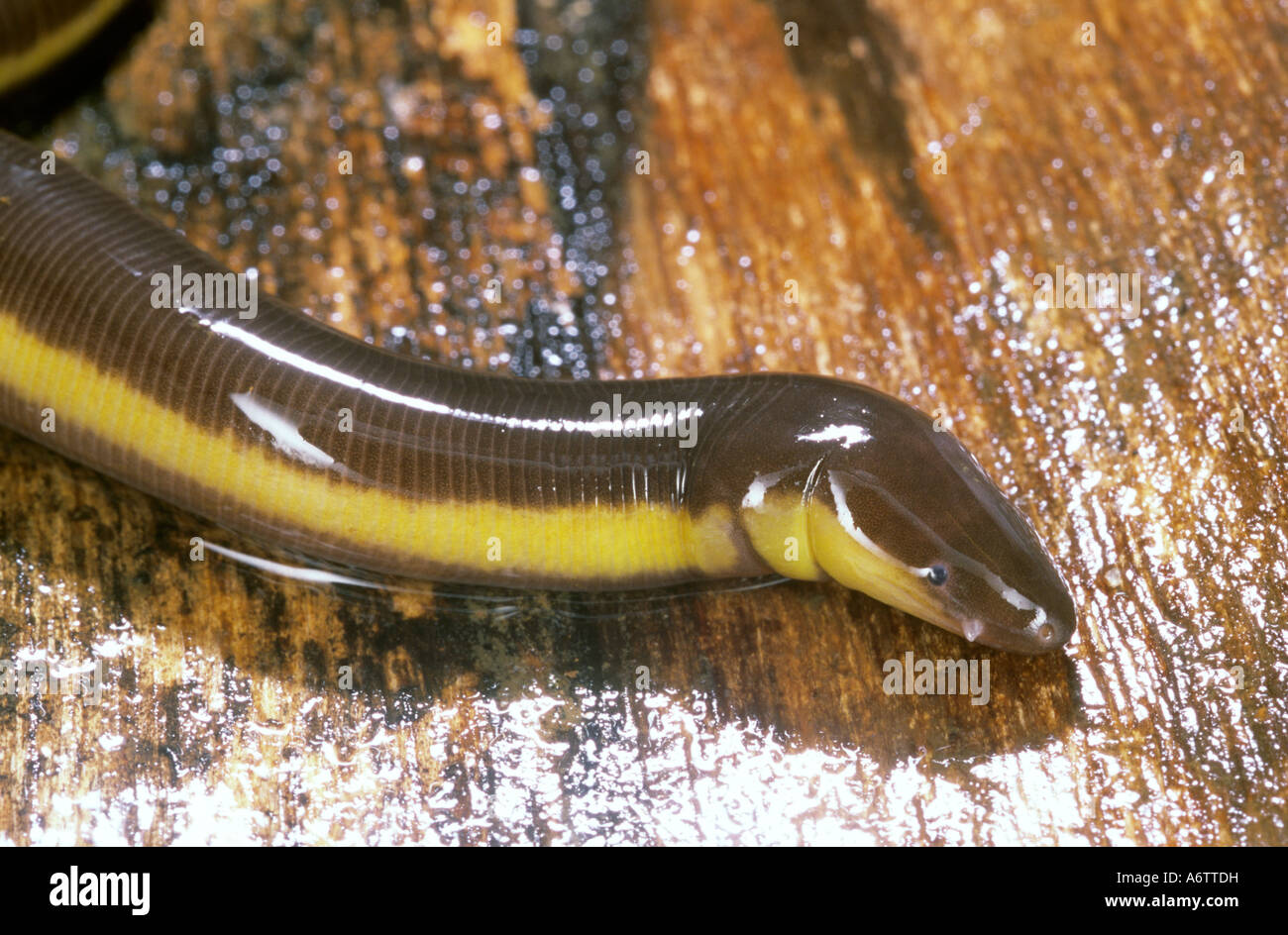 Ichthyophis sp hires stock photography and images Alamy