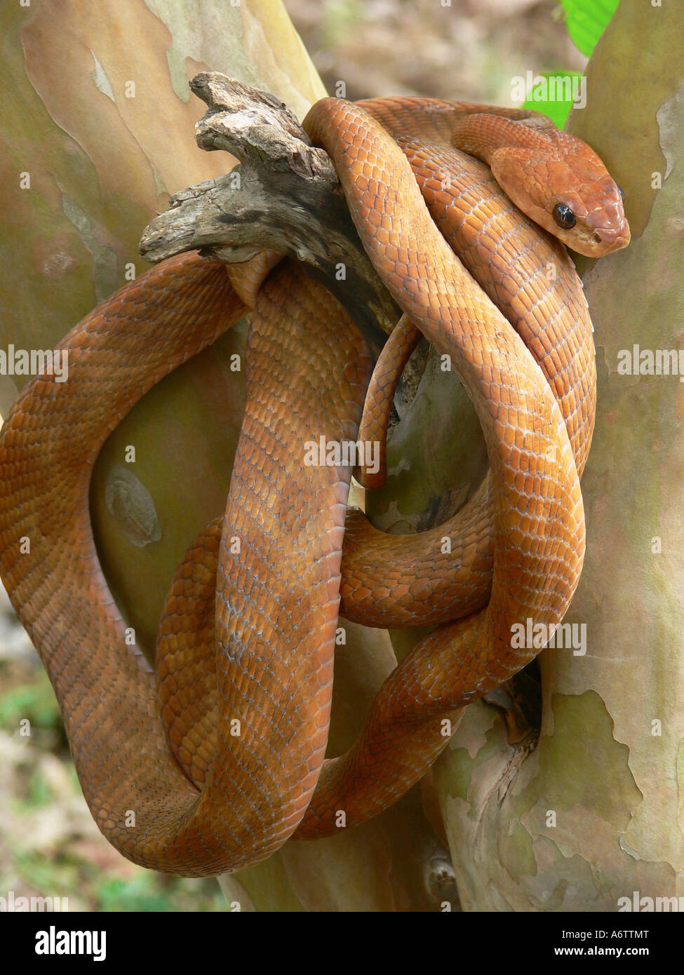 FORSTEN'S CAT SNAKE Boiga forsteni Midly venomous Common. Wrapped in a tree branch, Dandeli Karnataka INDIA Stock Photo