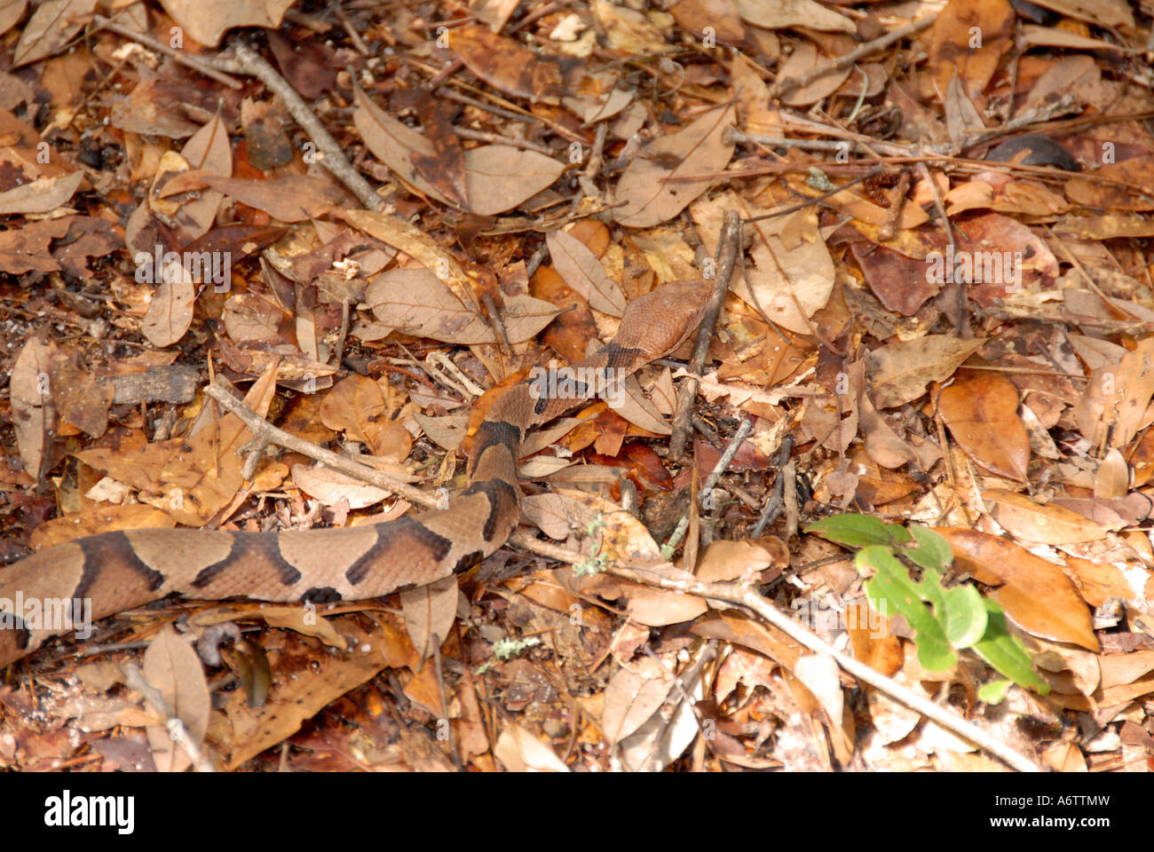 Snake northern copperhead moccasin hard to see in leaves camouflage