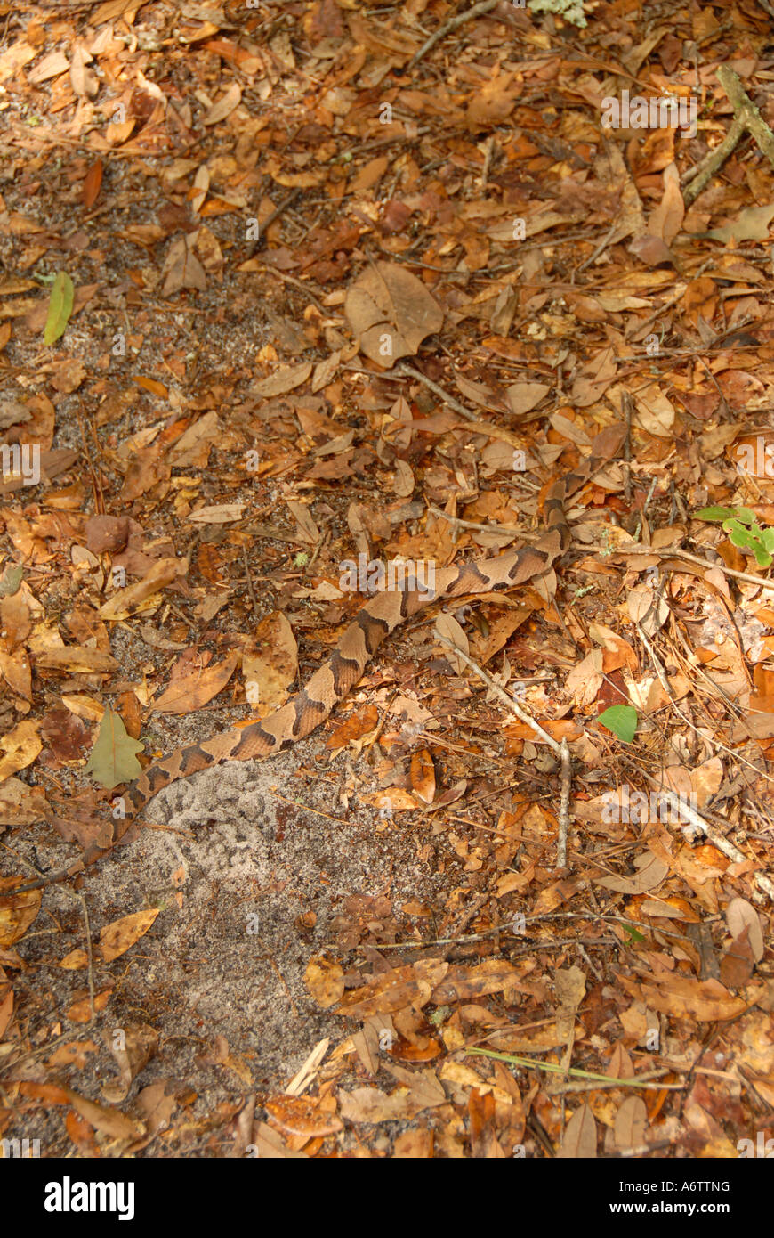 Snake northern copperhead moccasin hard to see in leaves camouflage