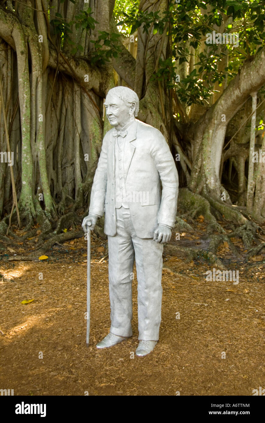 Thomas Edison statue by banyan tree at the Edison winter home estate Fort Myers Florida Edison Stock Photo