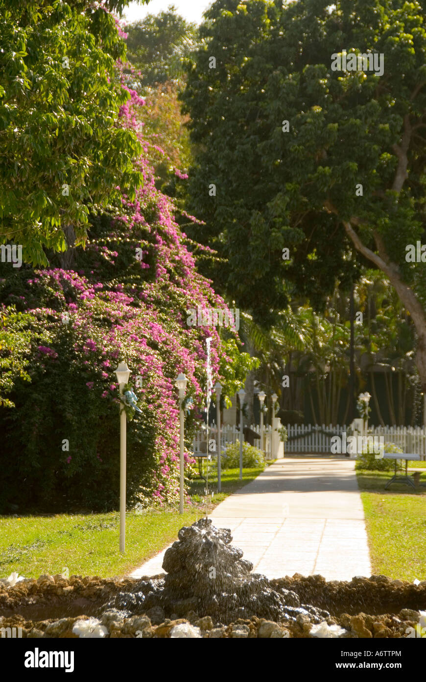 Thomas Edison winter home estate Fort Myers Florida garden walkway purple flowers trees Stock Photo
