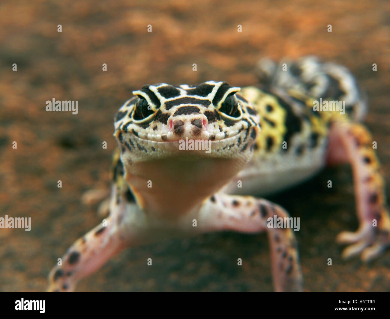 Flat Tailed Gecko (Eublepharis) face close-up, Nasik Maharashtra. Stock Photo