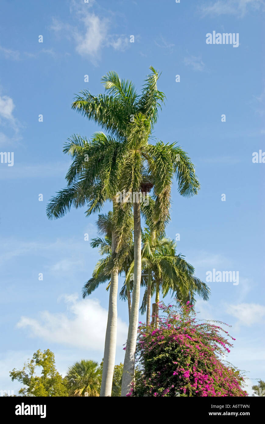 Royal palm trees at Thomas Edison winter home estate in Fort Myers Florida, a major  tourist attraction Stock Photo