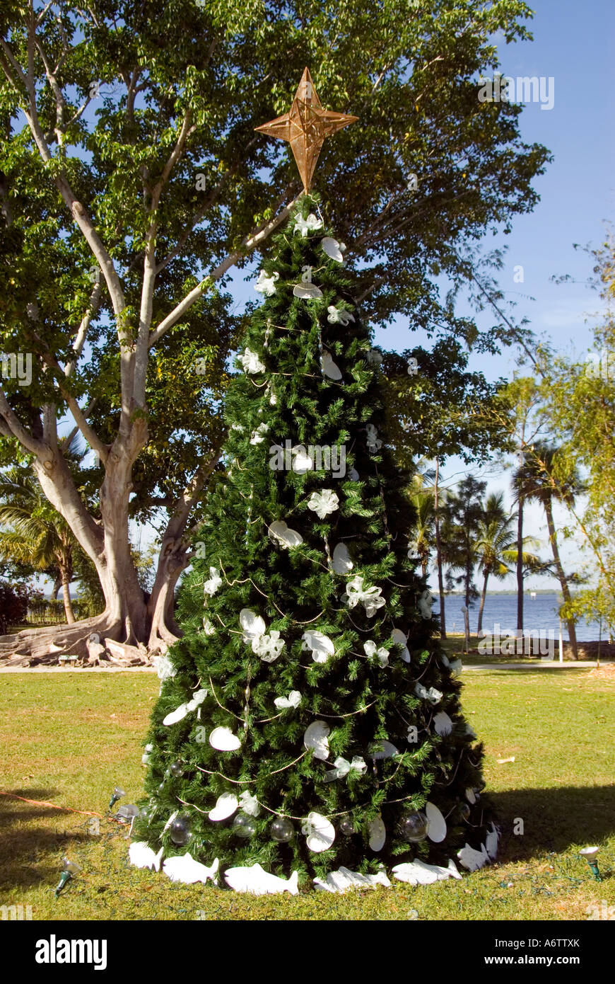 Thomas Edison winter home Estate Christmas tree Fort Myers Florida fl tourist attraction Stock Photo