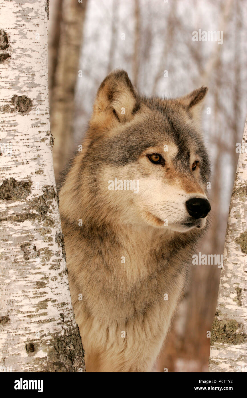 Timber Wolf in Northern Minnesota Stock Photo Alamy