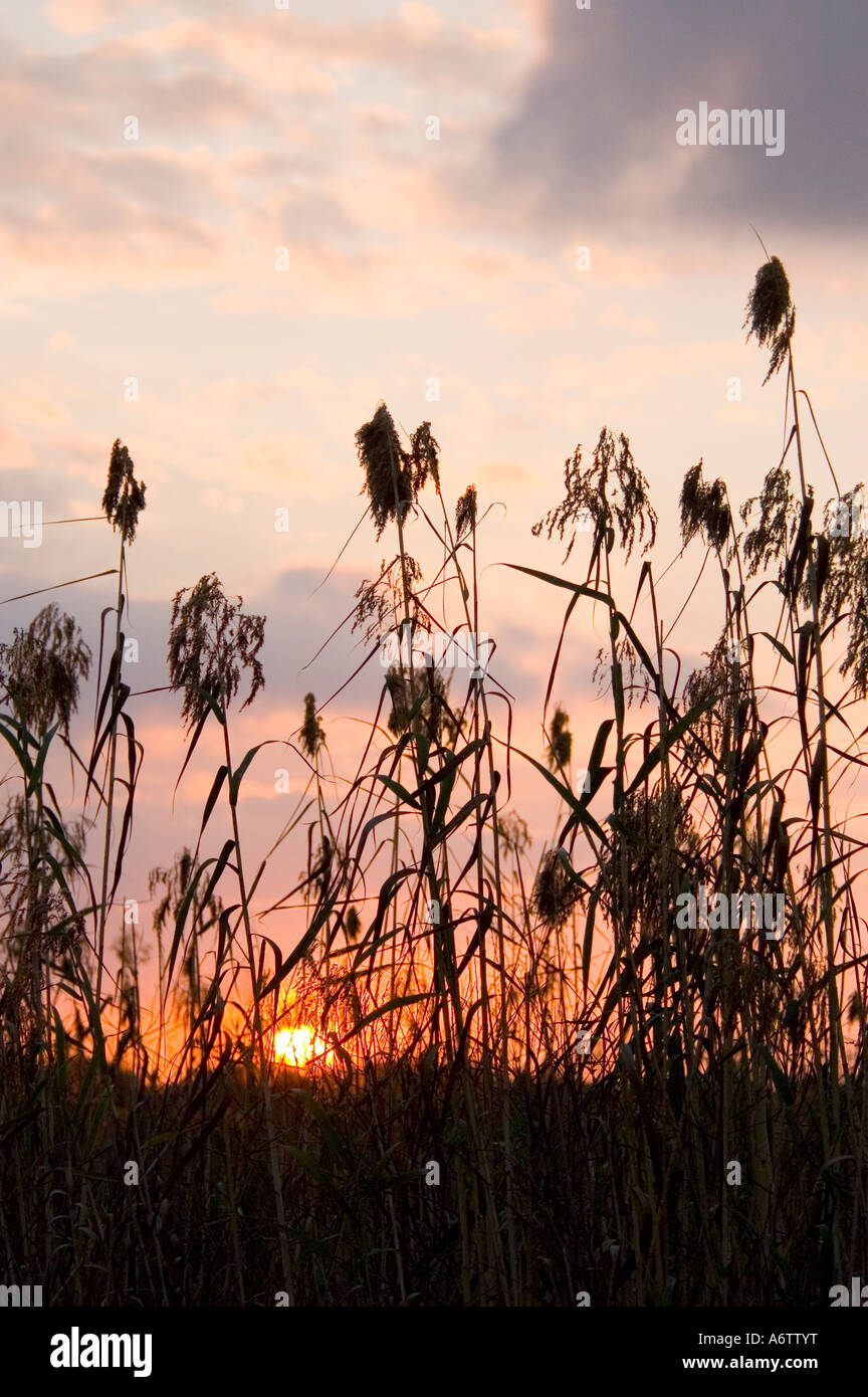Everglades National Park sunrise seen through tall grass Stock Photo
