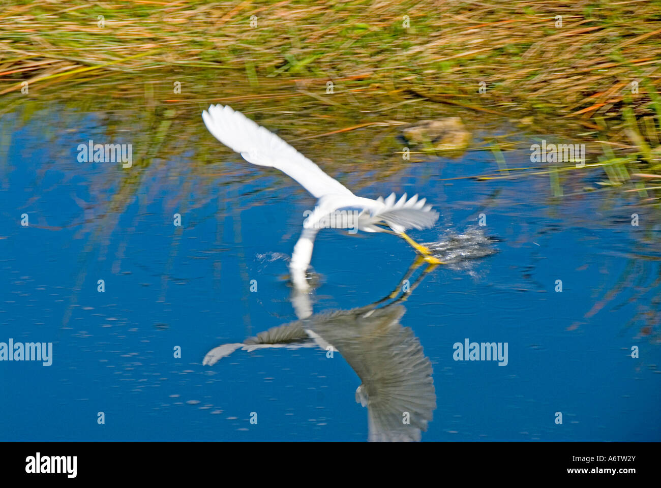 Snowy egret flying beak in water reflection florida nature birding wildlife everglades national park Stock Photo