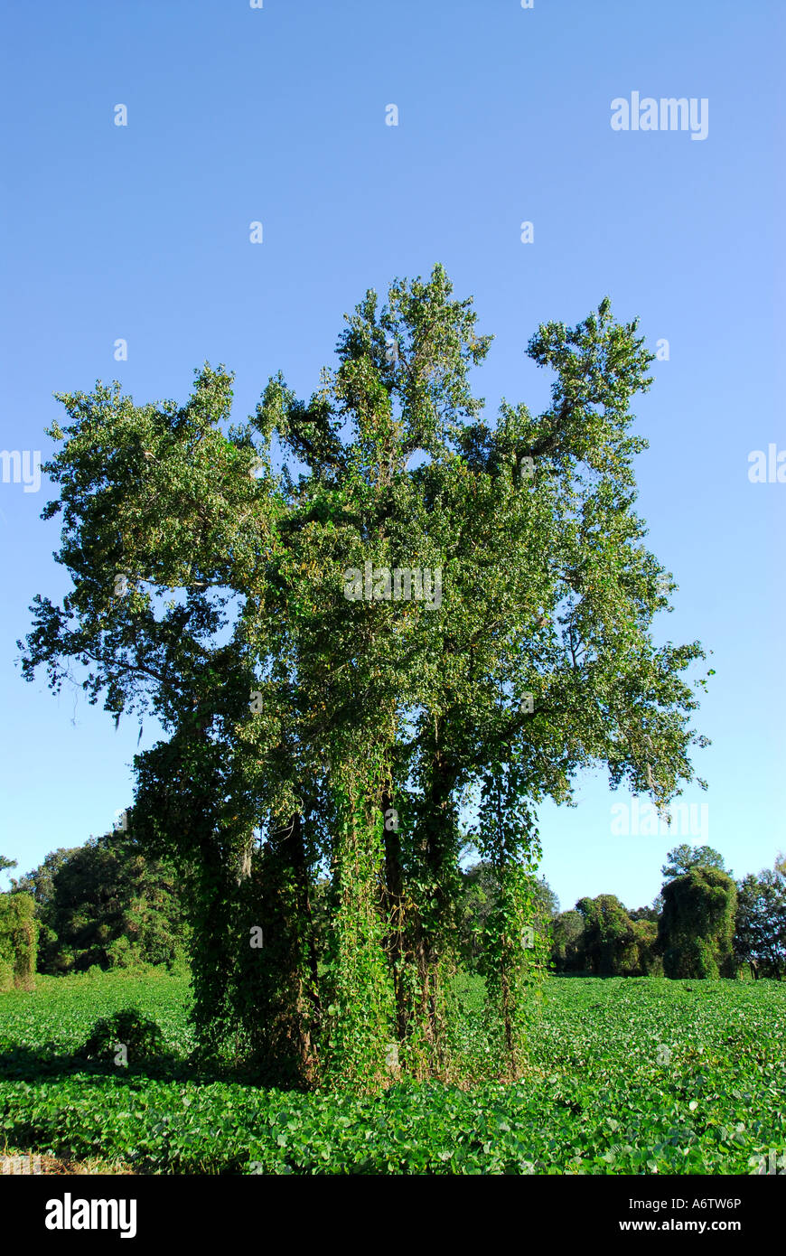 Kudzu invasive exotic plant Florida open space copy space text space type space Stock Photo