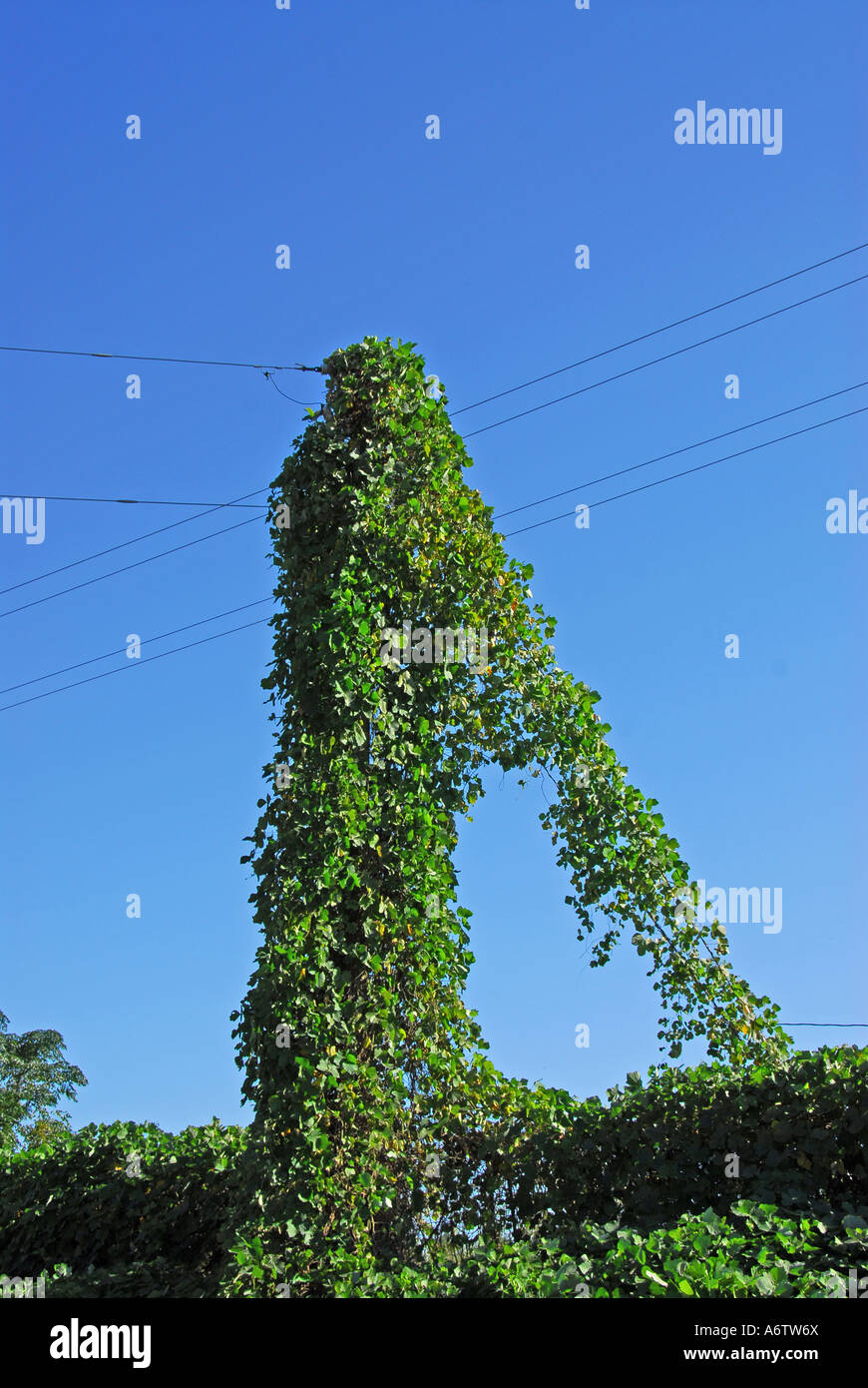Kudzu invasive exotic plant Florida overgrown power telephone pole open space copy space text space type space Stock Photo
