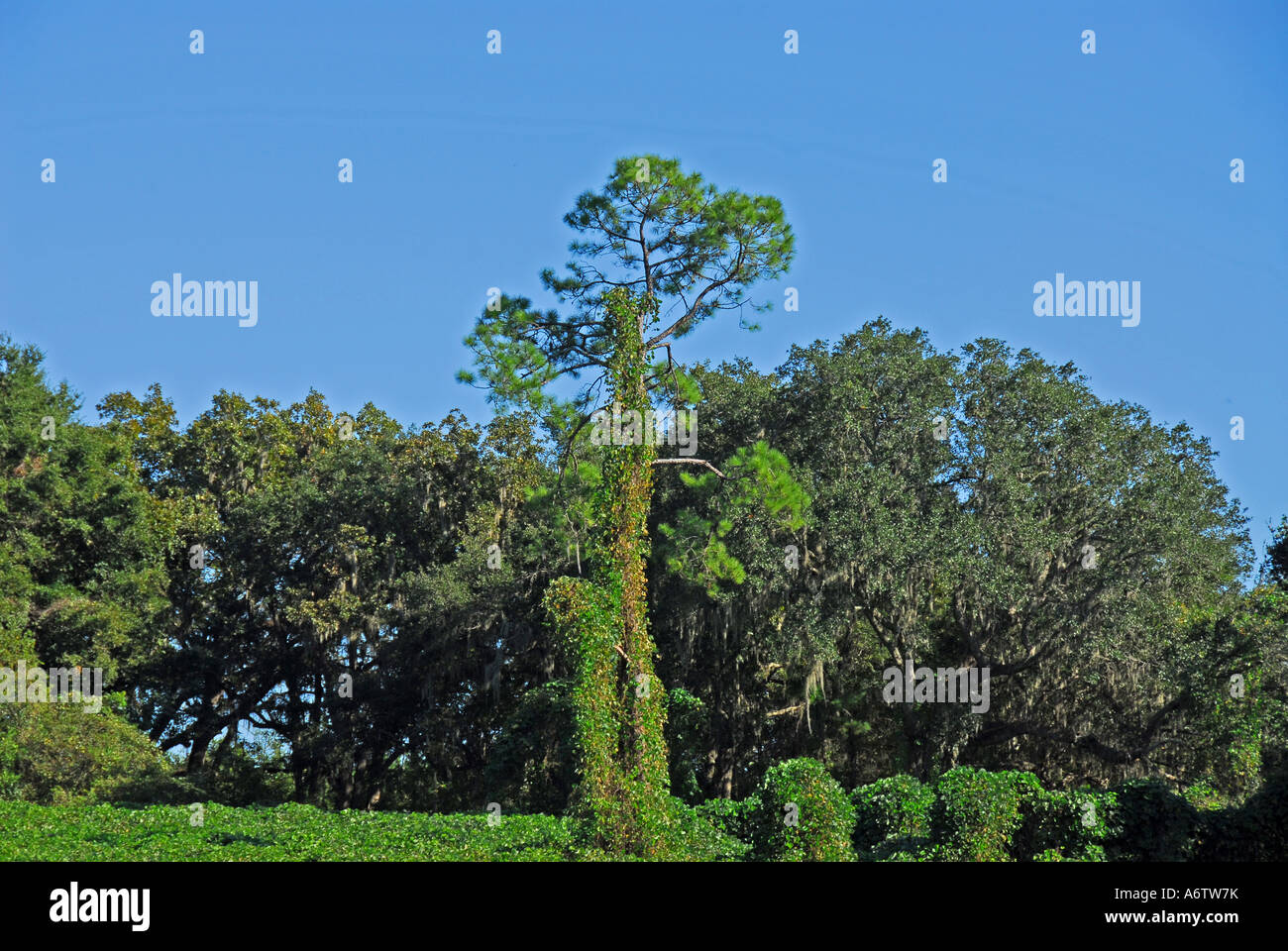Kudzu invasive exotic plant Florida open space copy space text space type space Stock Photo