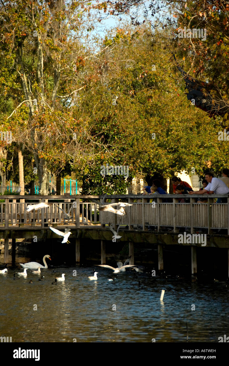 Orlando FloridaLake Eola Park feeding birds Stock Photo