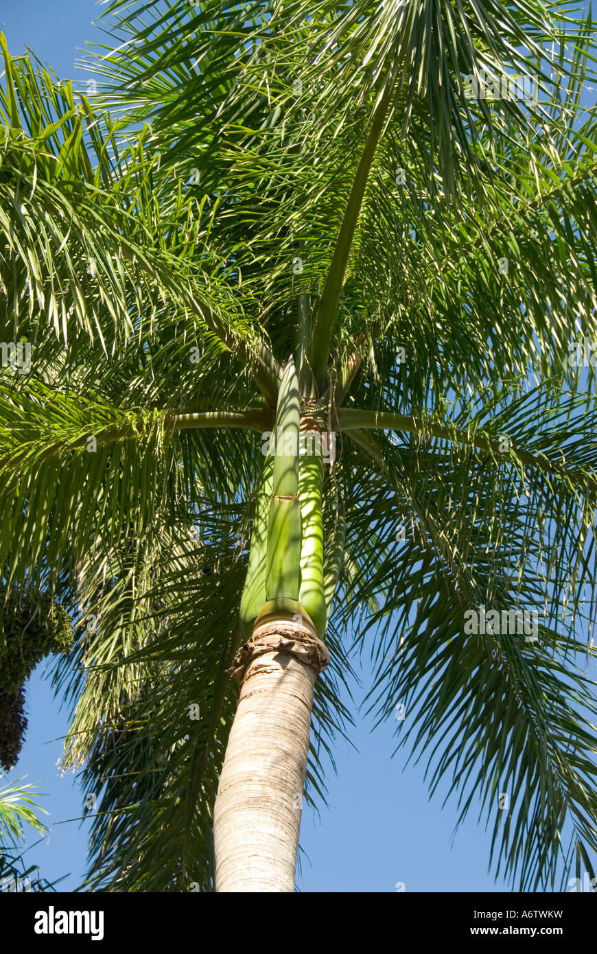 Royal palm tree portrait of fronds Stock Photo