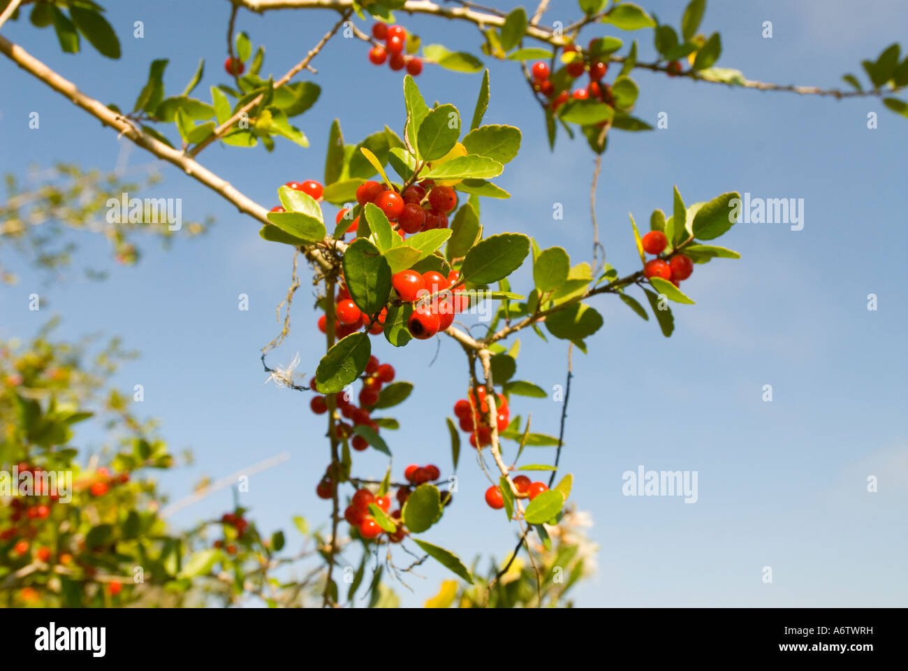 Florida tree branch red berry berries Stock Photo Alamy