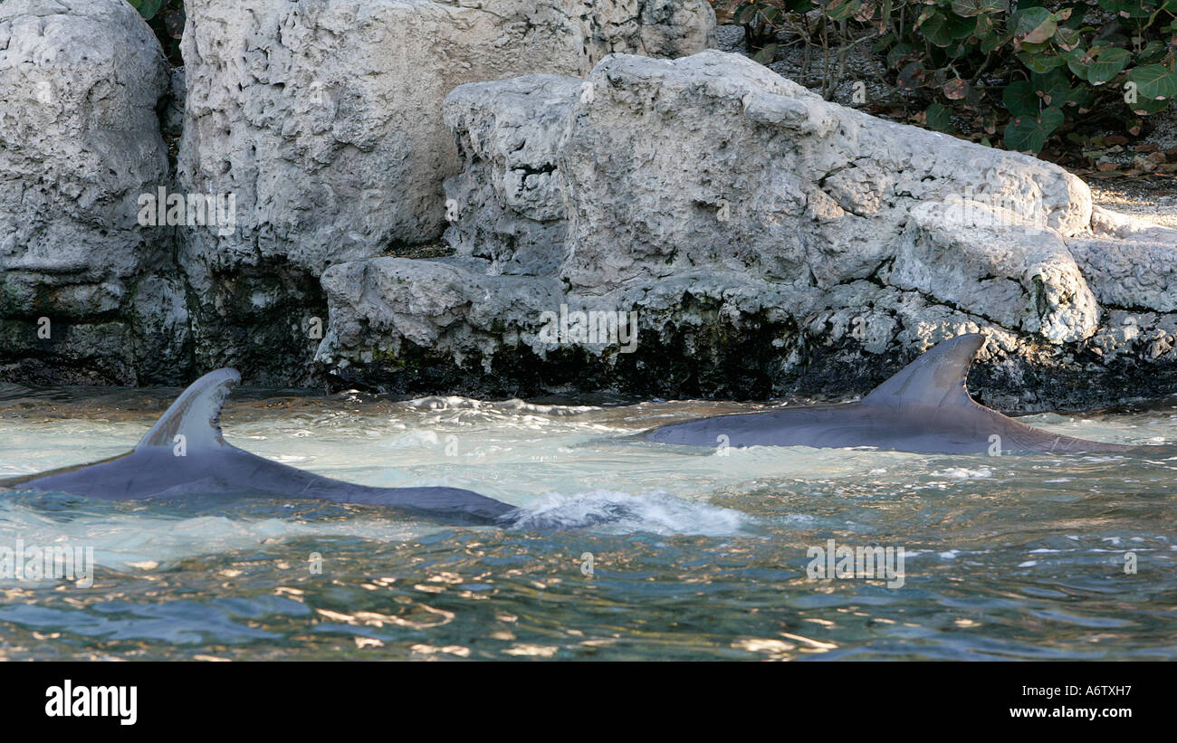 Bottlenose fish aquarium Clearance
