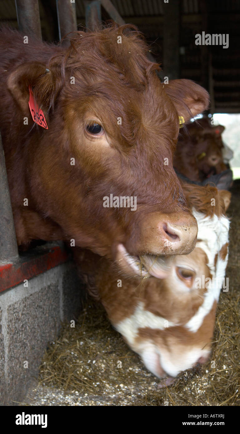 Cows feeding Stock Photo