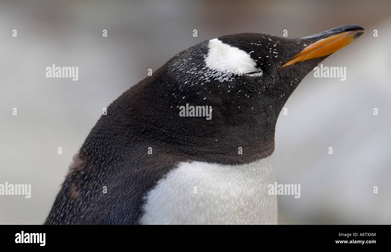 Gentoo penguin Stock Photo