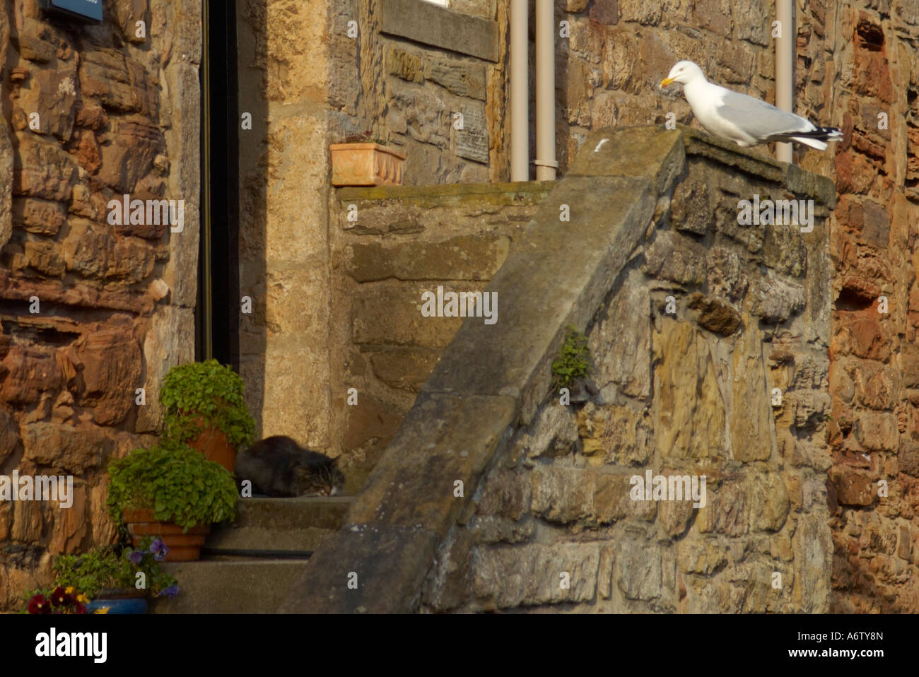 seagull watching a cat sleeping outside a Stone cottage, Crail Scotland Stock Photo