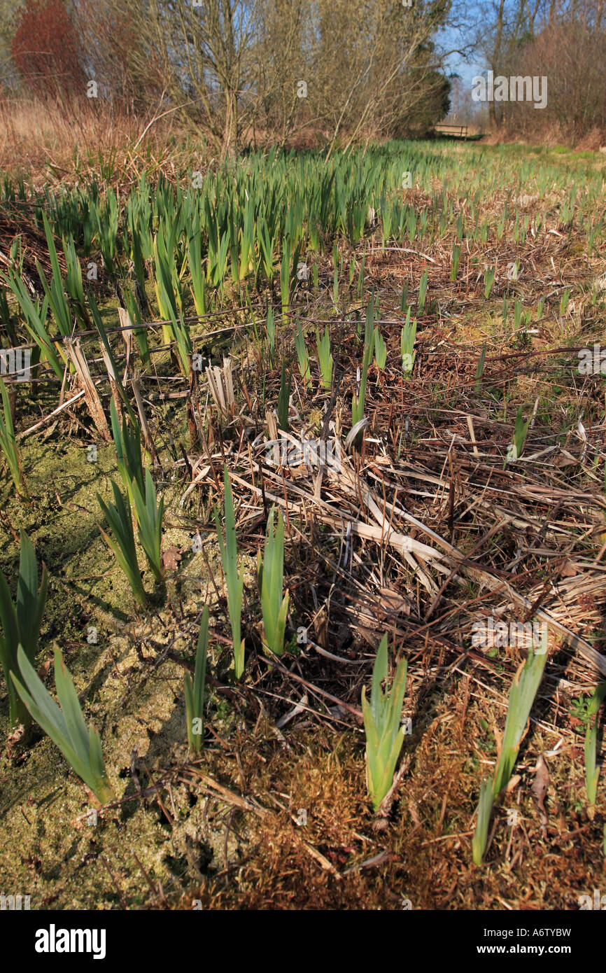 Shapwick Heath nature reserve with Yellow Iris plants growing part of the wetlands of the