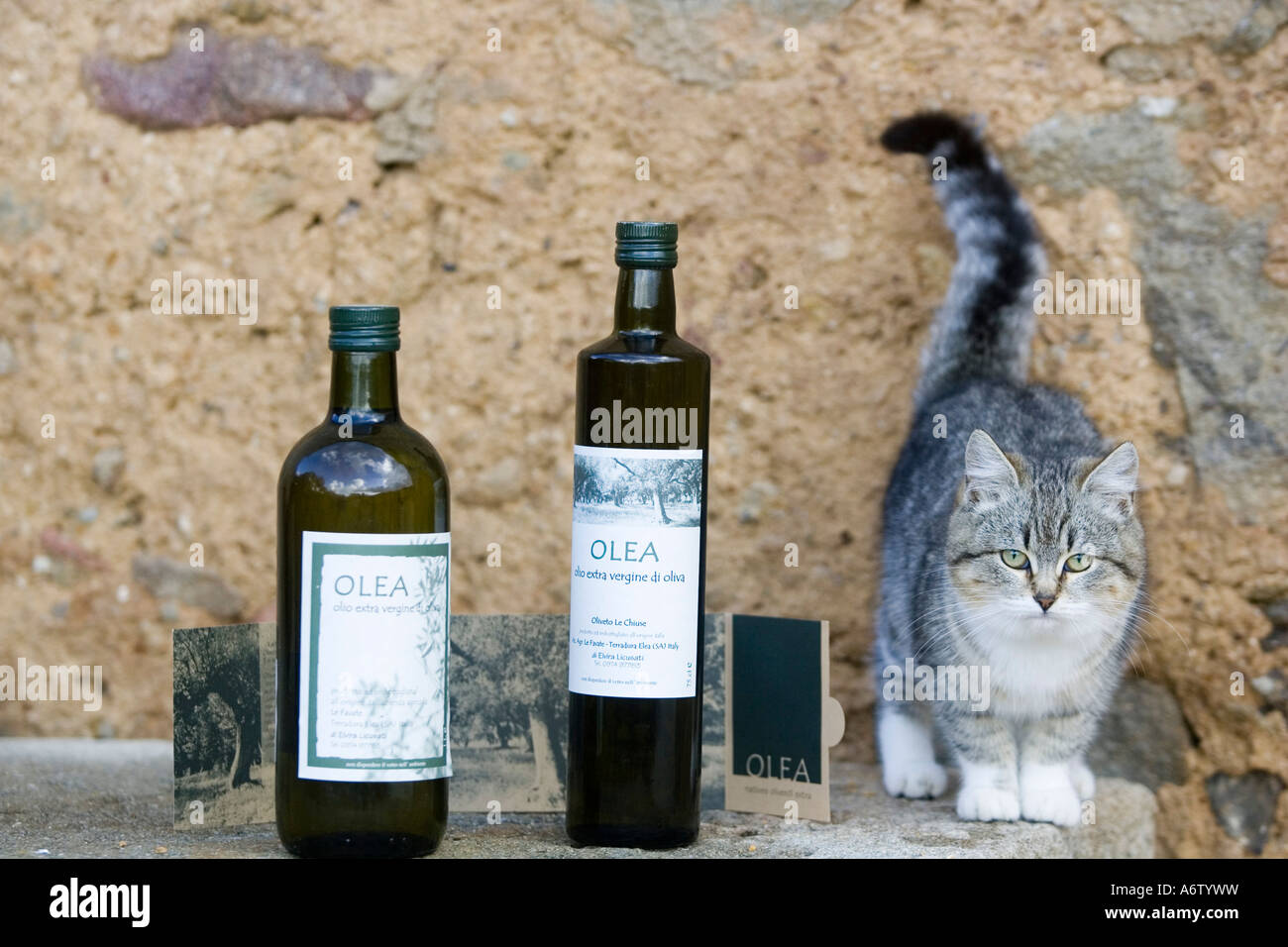 Kitten next to olive oil bottles Stock Photo Alamy