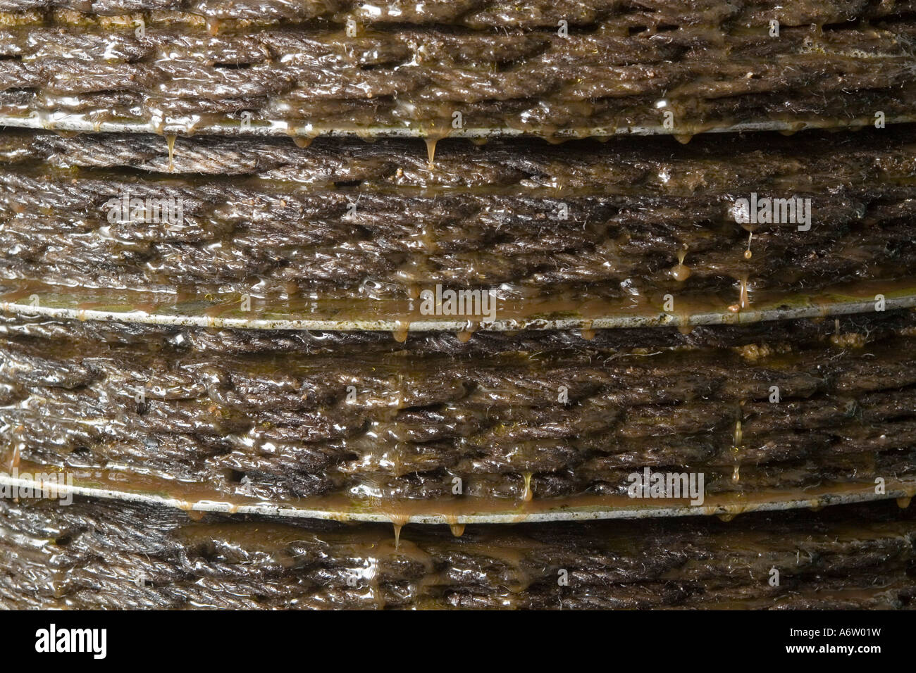 Olive oil dropping from oil press Stock Photo