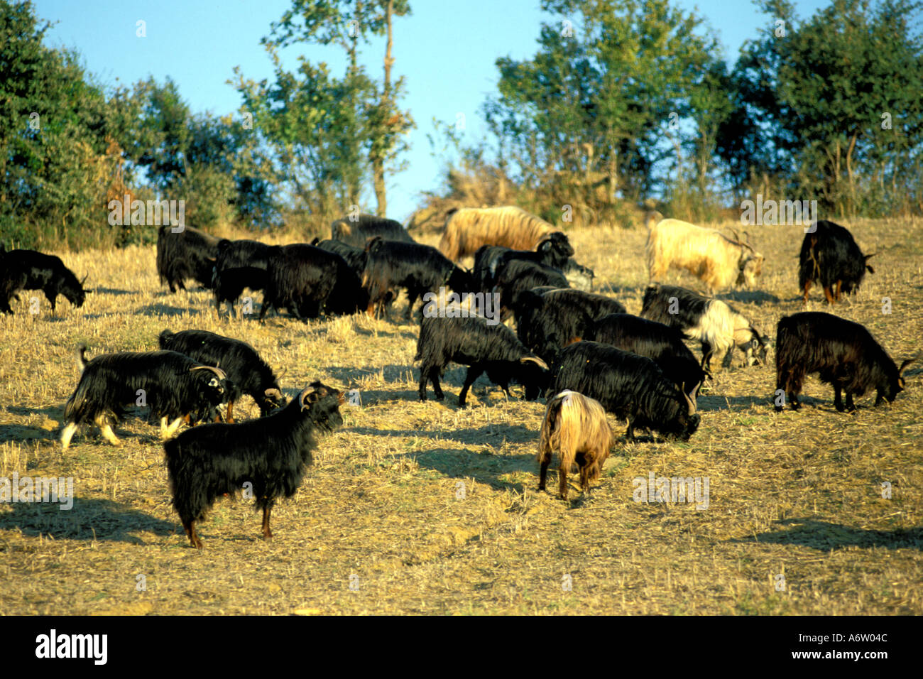 cattle in field Stock Photo Alamy