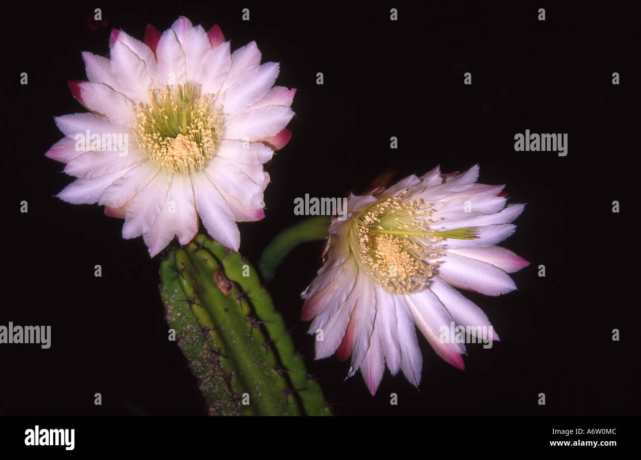 two cactus flowers Stock Photo