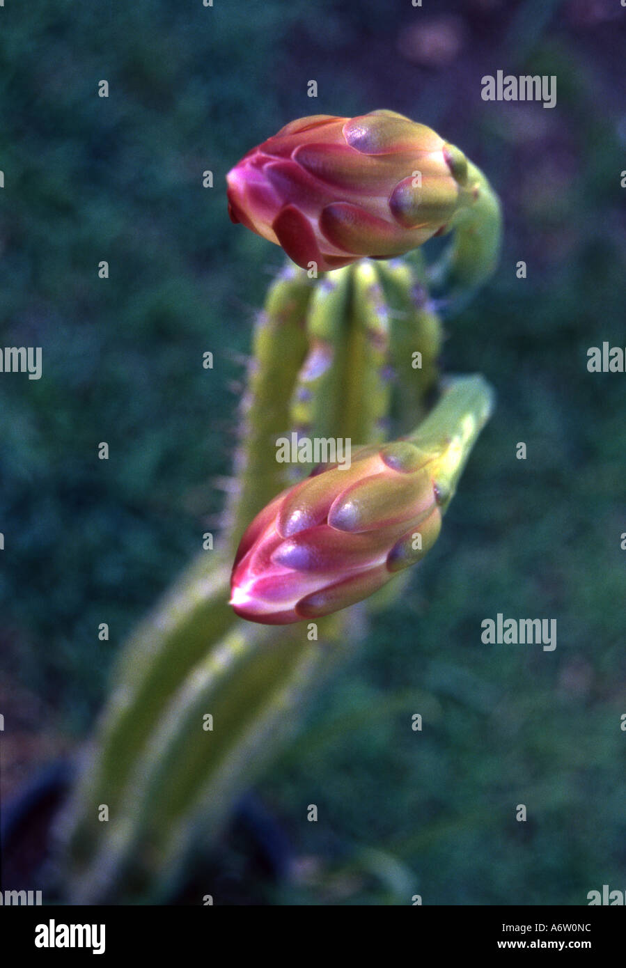 two cactus flowers nearly opened Stock Photo