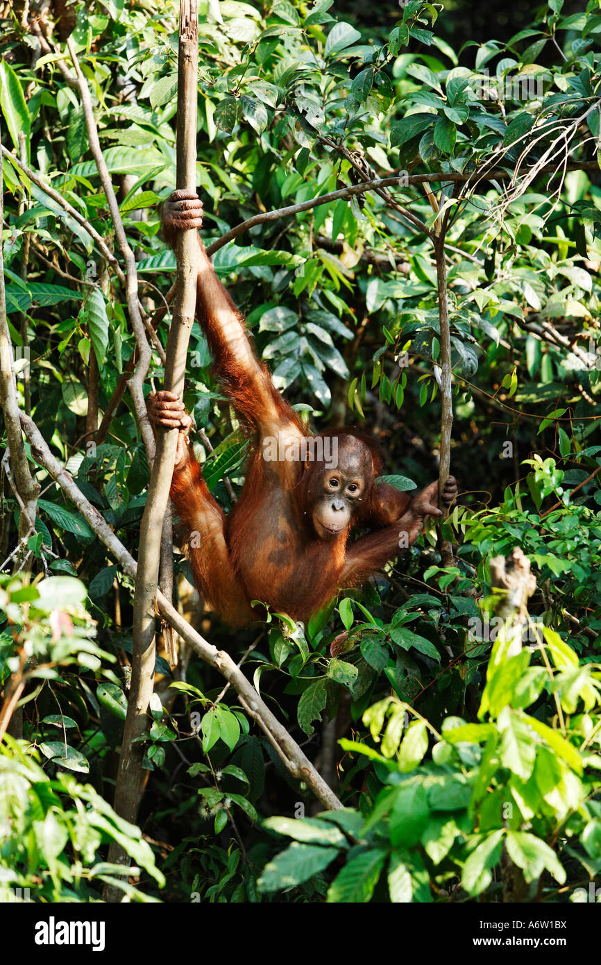 Orang-Utan (Pongo pygmaeus) in Tanjung Putting national park, Central-Kalimantan, Borneo, Indonesia Stock Photo
