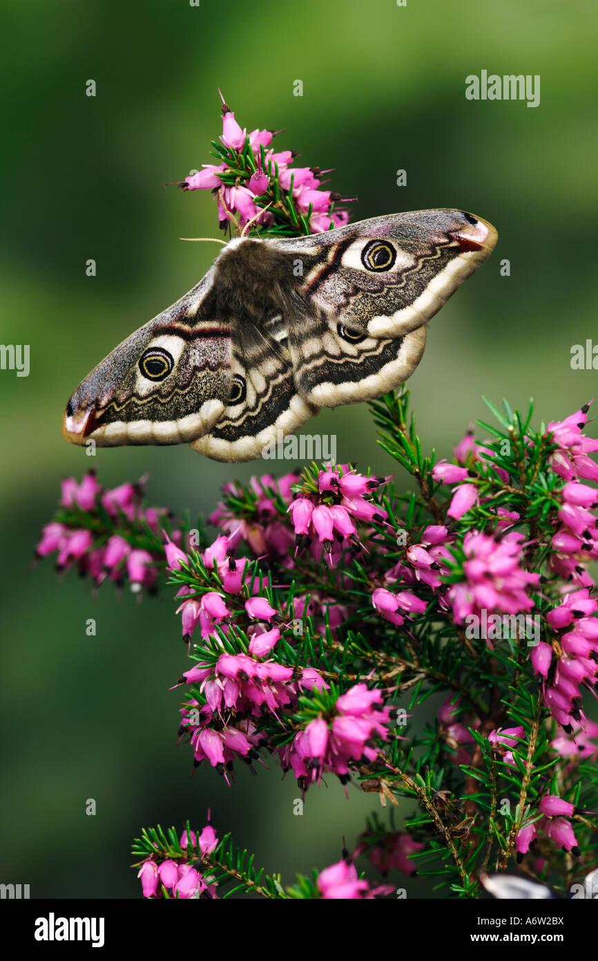 Female Emperor Moth Pavonia pavonia at rest on heather with wings open and nice out of focus background Potton Bedfordshire Stock Photo