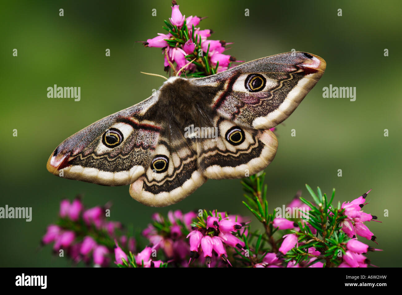 Emperor Moth Pavonia pavonia at rest on heather with wings open and nice out of focus background Potton Bedfordshire Stock Photo