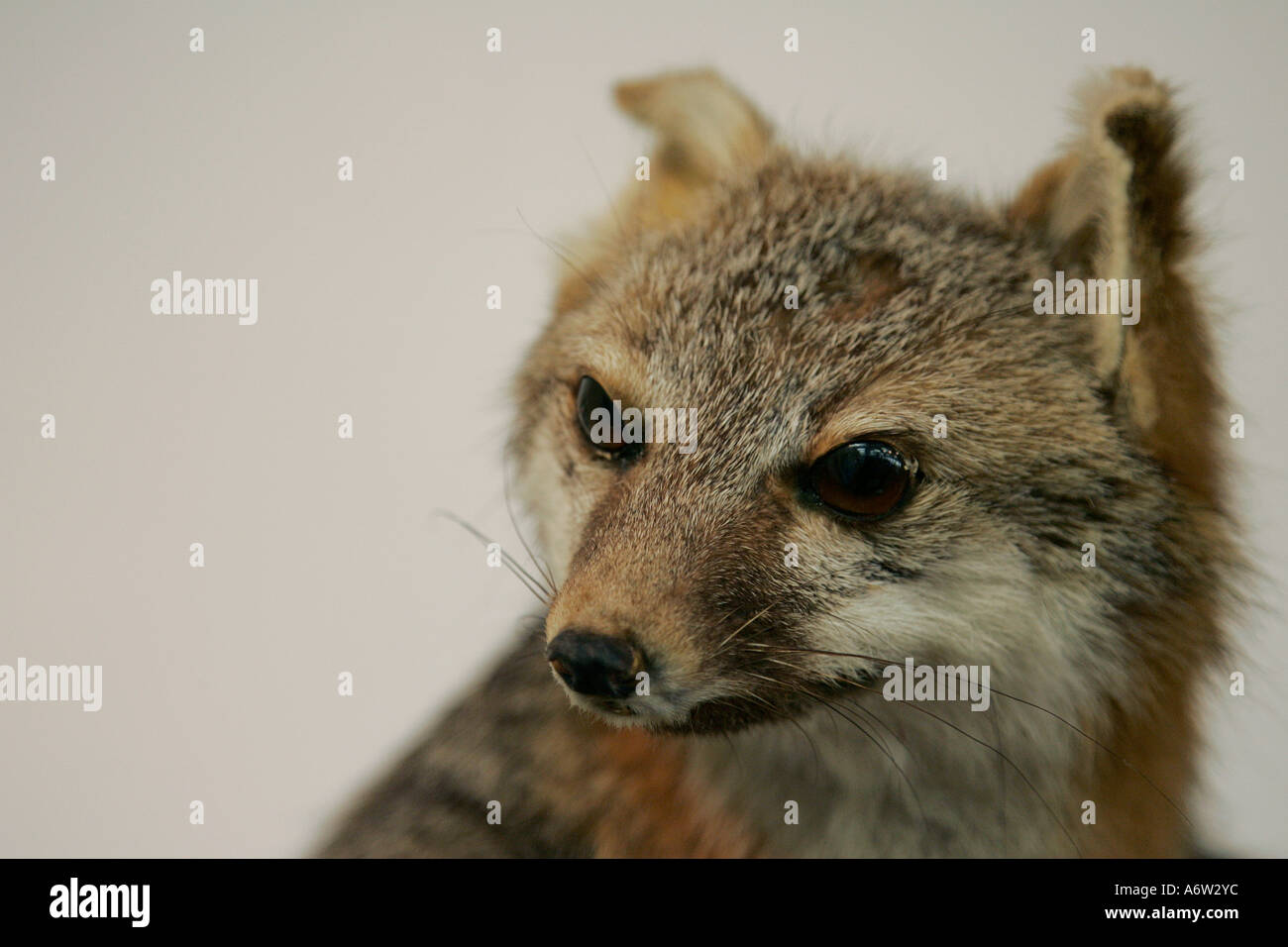 Tamiu Racoon Racoon Procyon lotor is looking curious in a palm tree hungry mammal ...