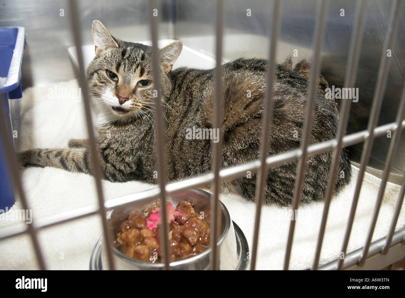 Cat in animal sanctuary Stock Photo