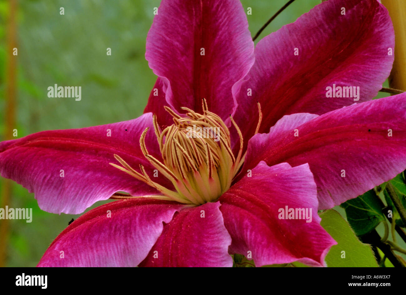 CLEMATIS 'DOCTOR RUPPEL' Stock Photo - Alamy