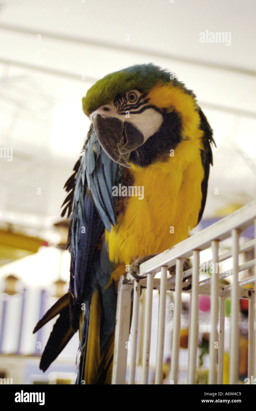 Blue and yellow macaw sitting outside cage in petshop Stock Photo - Alamy