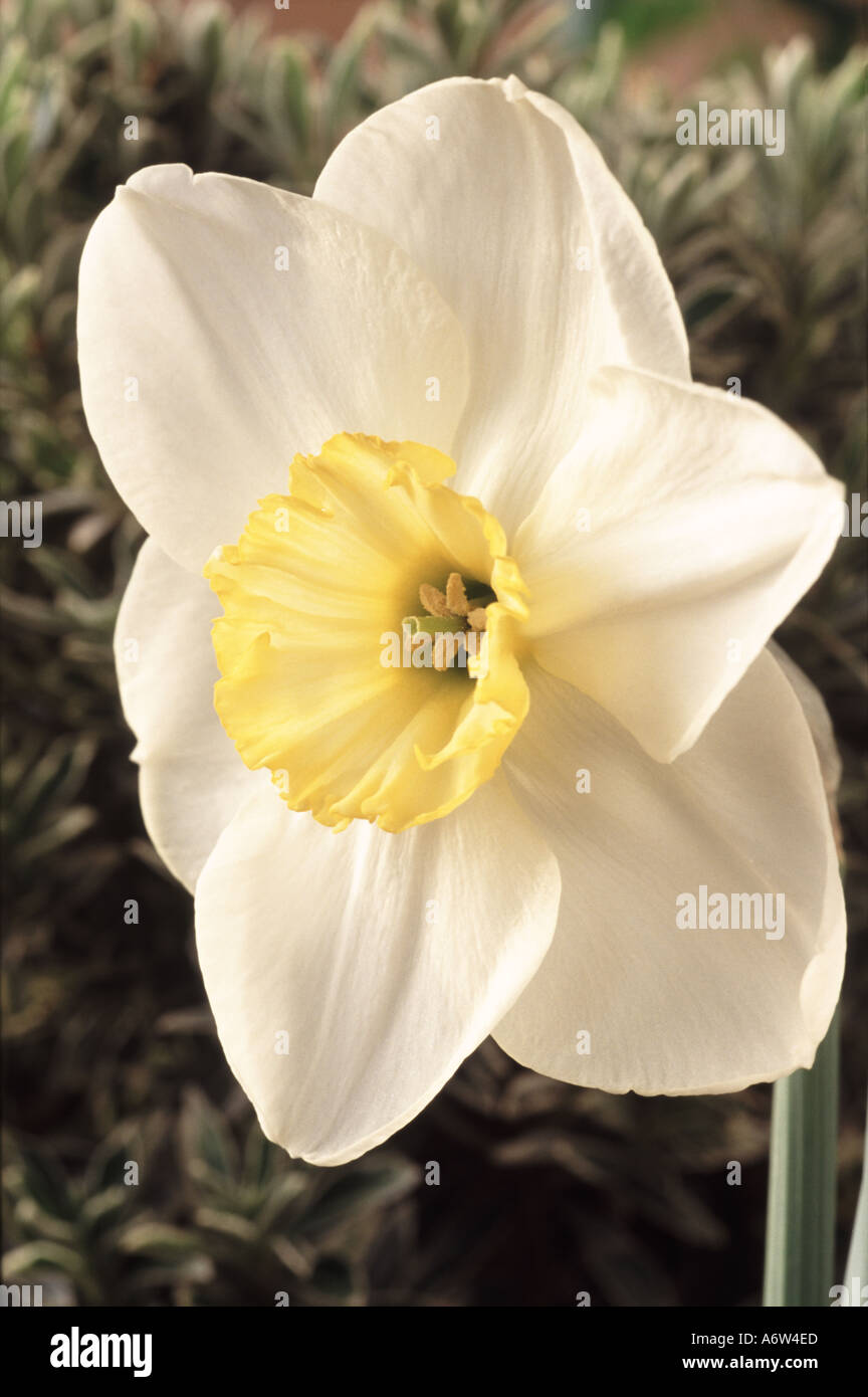 Narcissus 'Loth Lorien'. Stock Photo