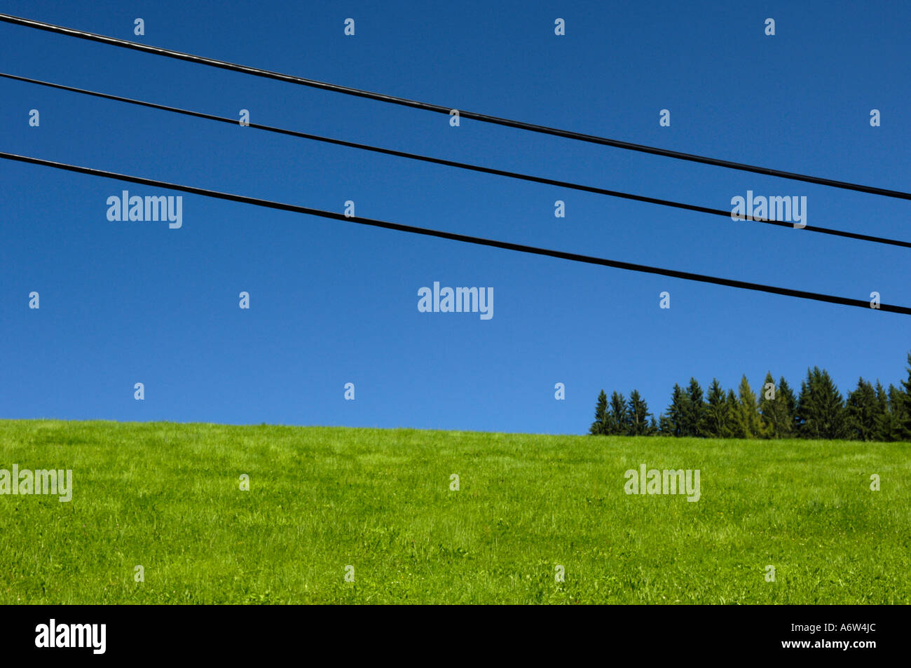 green willow with horizontal overhead contact wire and blue sky Stock Photo
