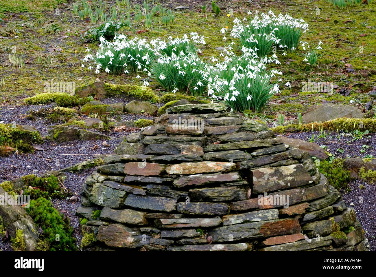 GALANTHUS 'JAMES BACKHOUSE' (SNOWDROP) WITH STONE WALL SCULPTURE AT THE GARDEN HOUSE, DEVON, ENGLAND Stock Photo
