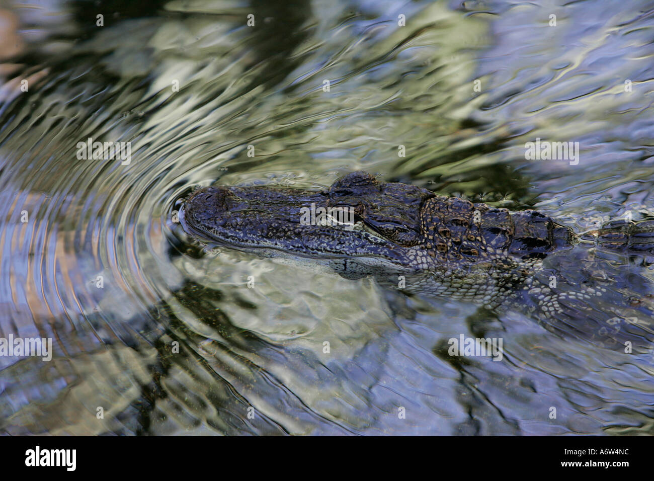 alligator Mississippians swimming surface Anhinga trail Everglades ...