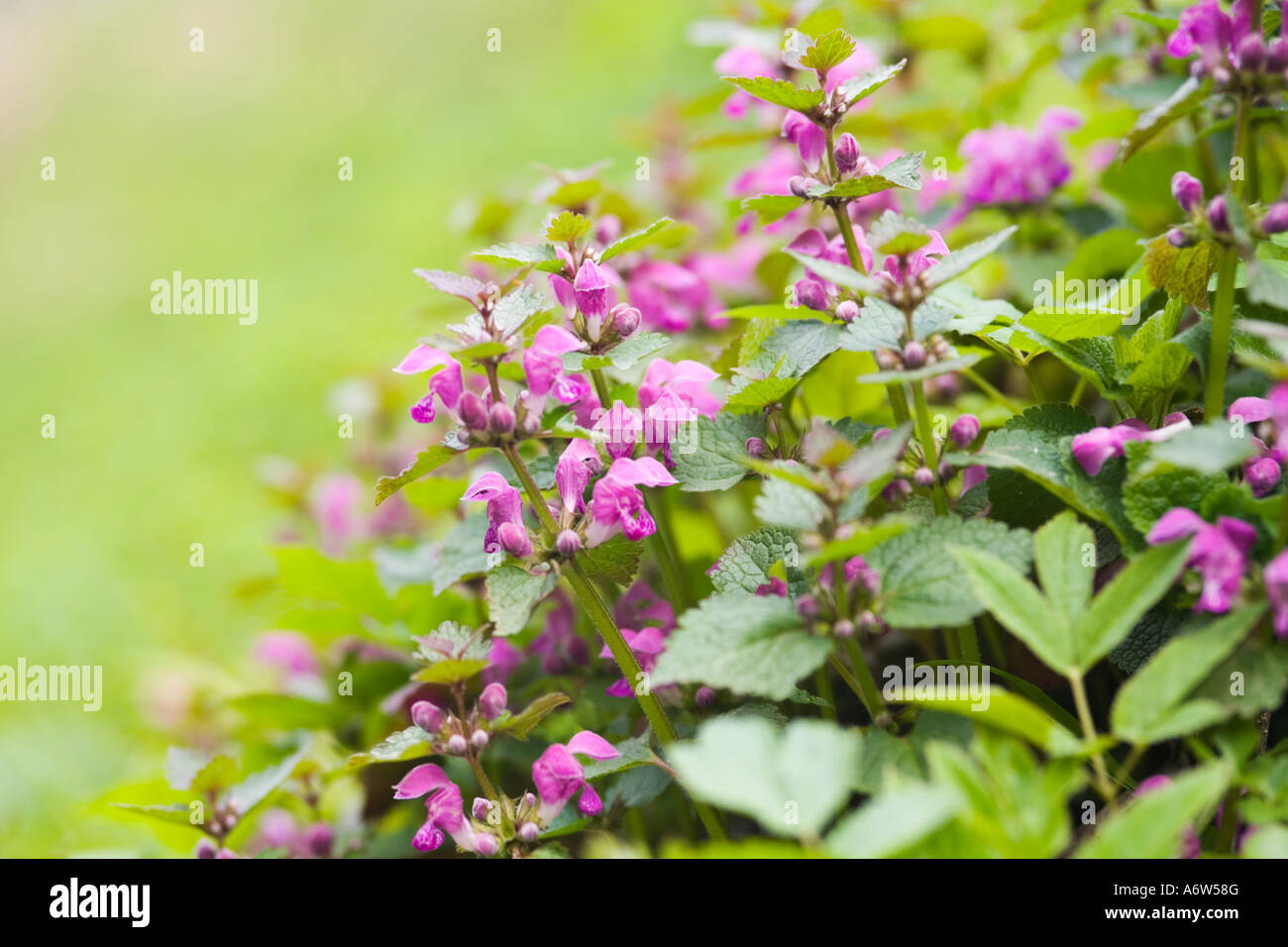 Spotted Dead Nettle (Lamium maculatum) Stock Photo