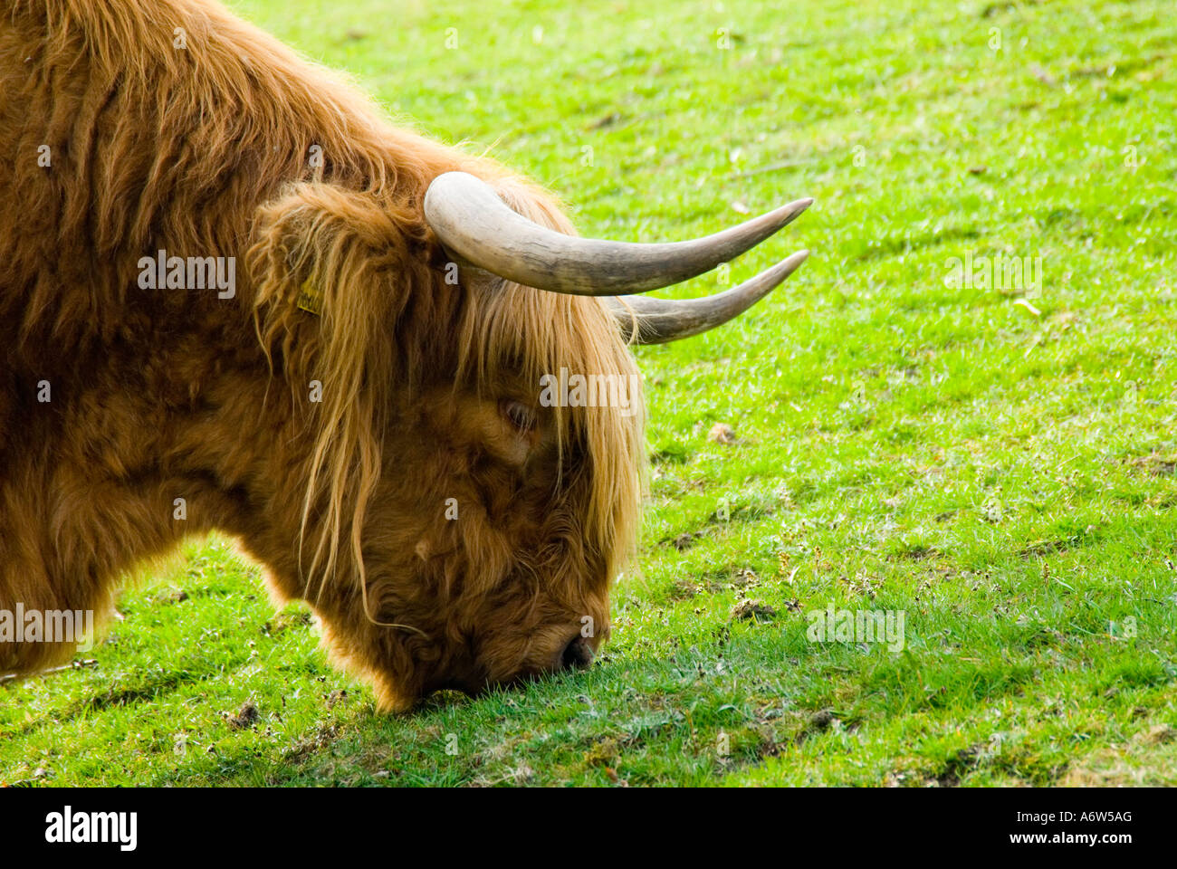 Livestock longhorn cow close hi-res stock photography and images - Alamy