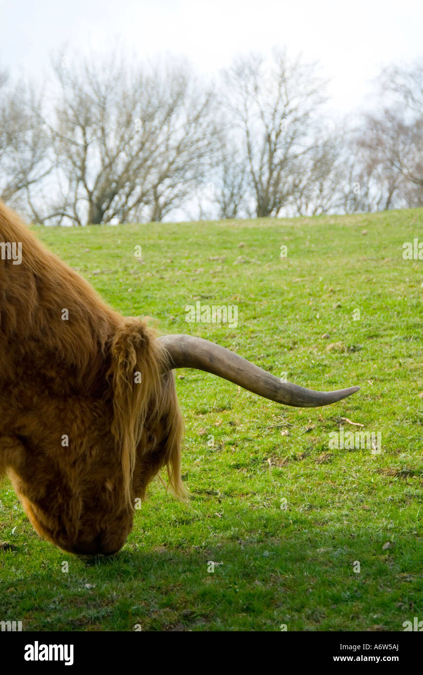 Close up of a highland cow grazing Stock Photo - Alamy
