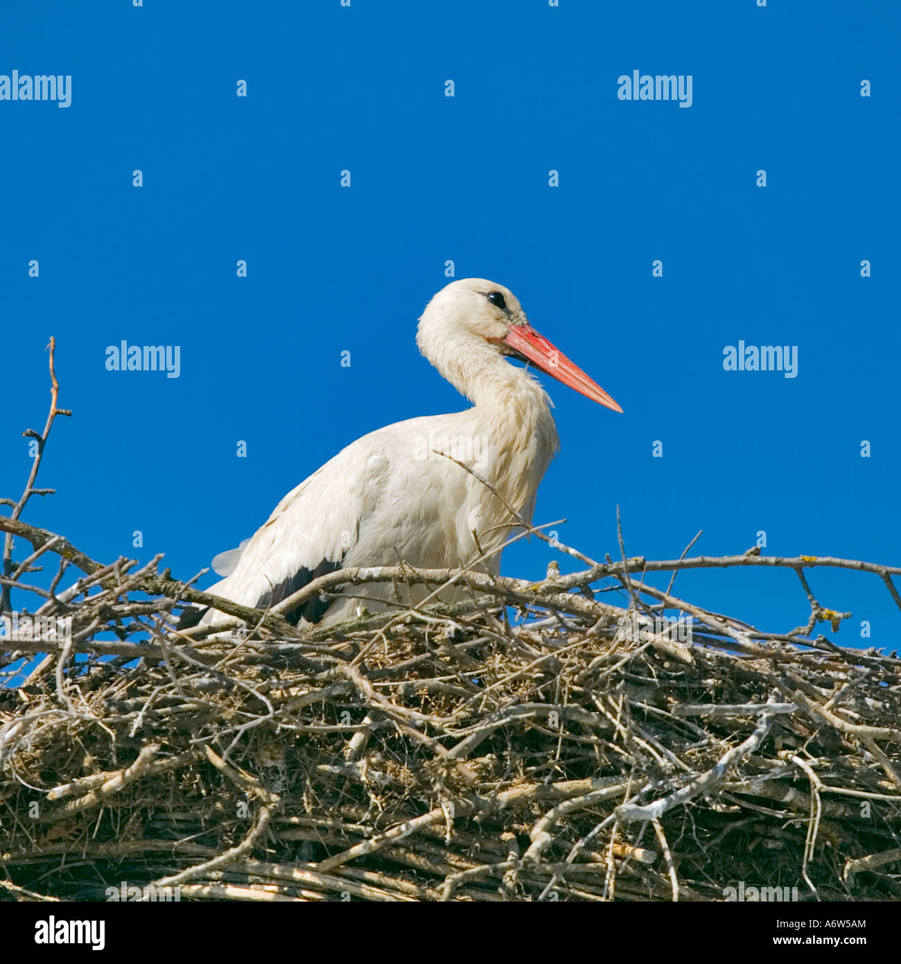 White storks Ciconia ciconia in a nest Stock Photo