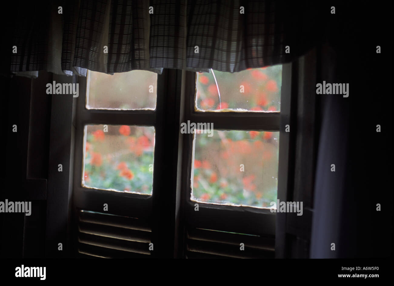 Humid and cold weather blurred window garden with red flowers outside Stock Photo
