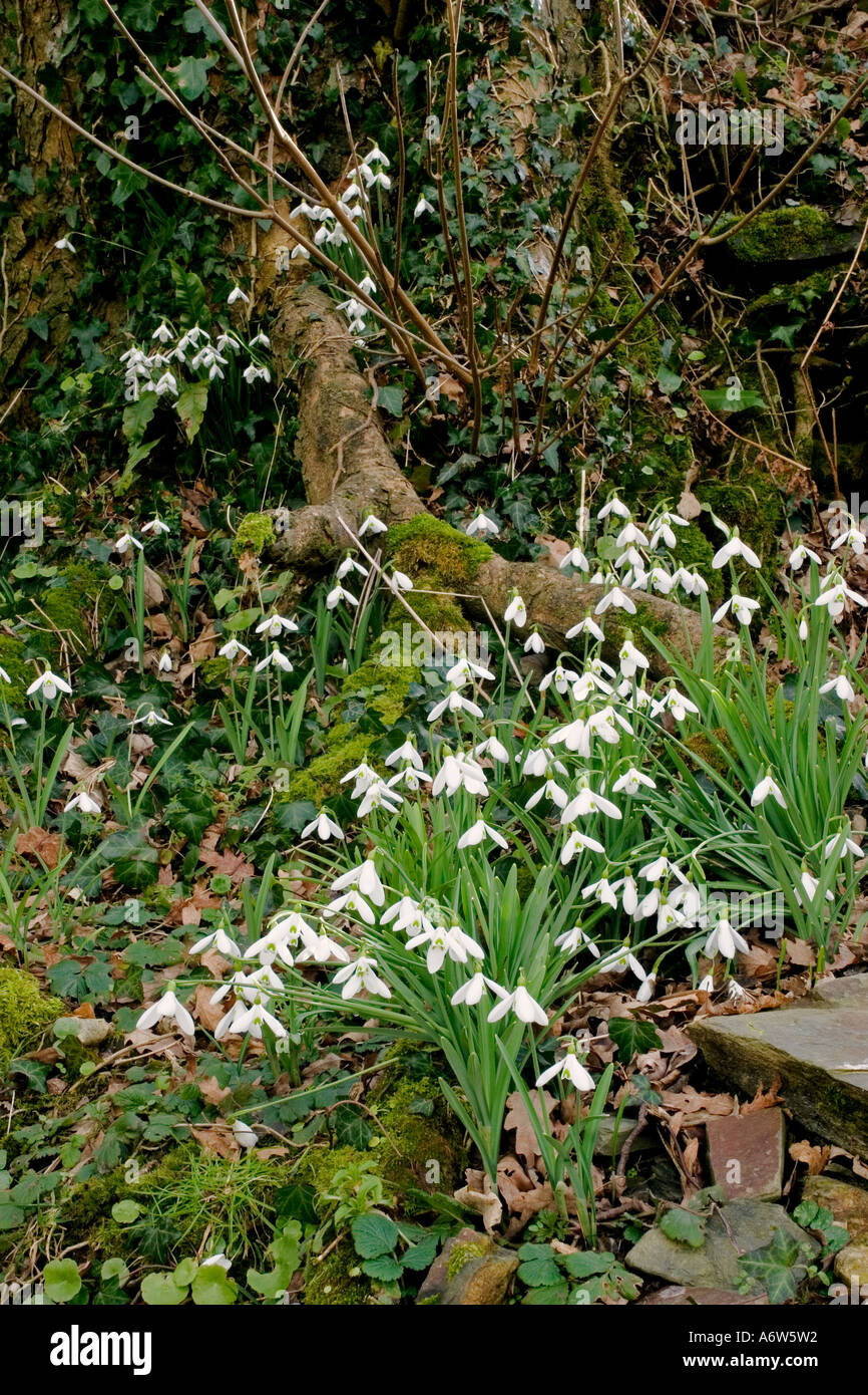 GALANTHUS 'JAMES BACKHOUSE' (SNOWDROP) PLANTED UNDER AN OAK TREE BY LIONEL FORTESCUE AT THE GARDEN HOUSE, DEVON, ENGLAND Stock Photo