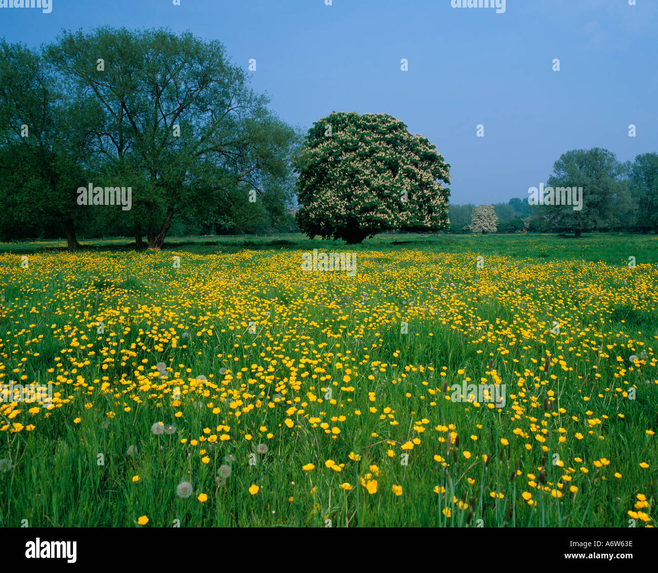 Buttercups Horse and Chestnut Trees Herts UK Stock Photo Alamy