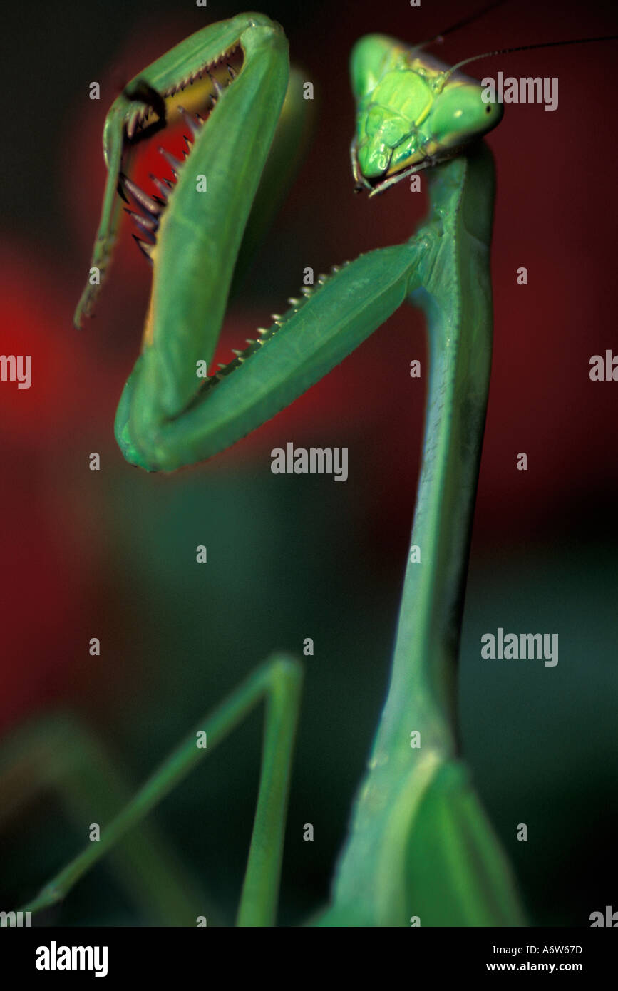 Fauna animal insect praying mantis Stock Photo Alamy
